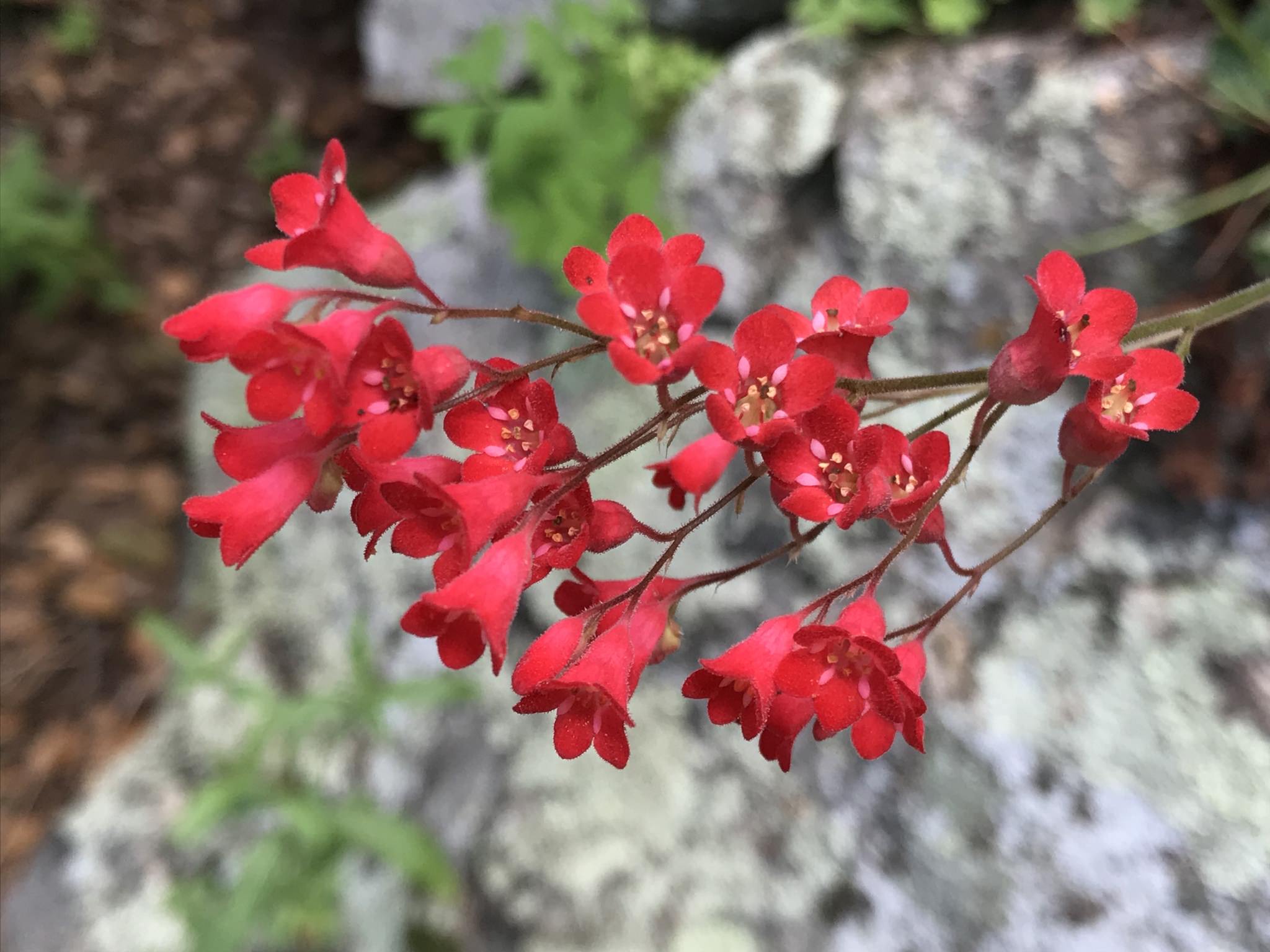 Heuchera sanguinea